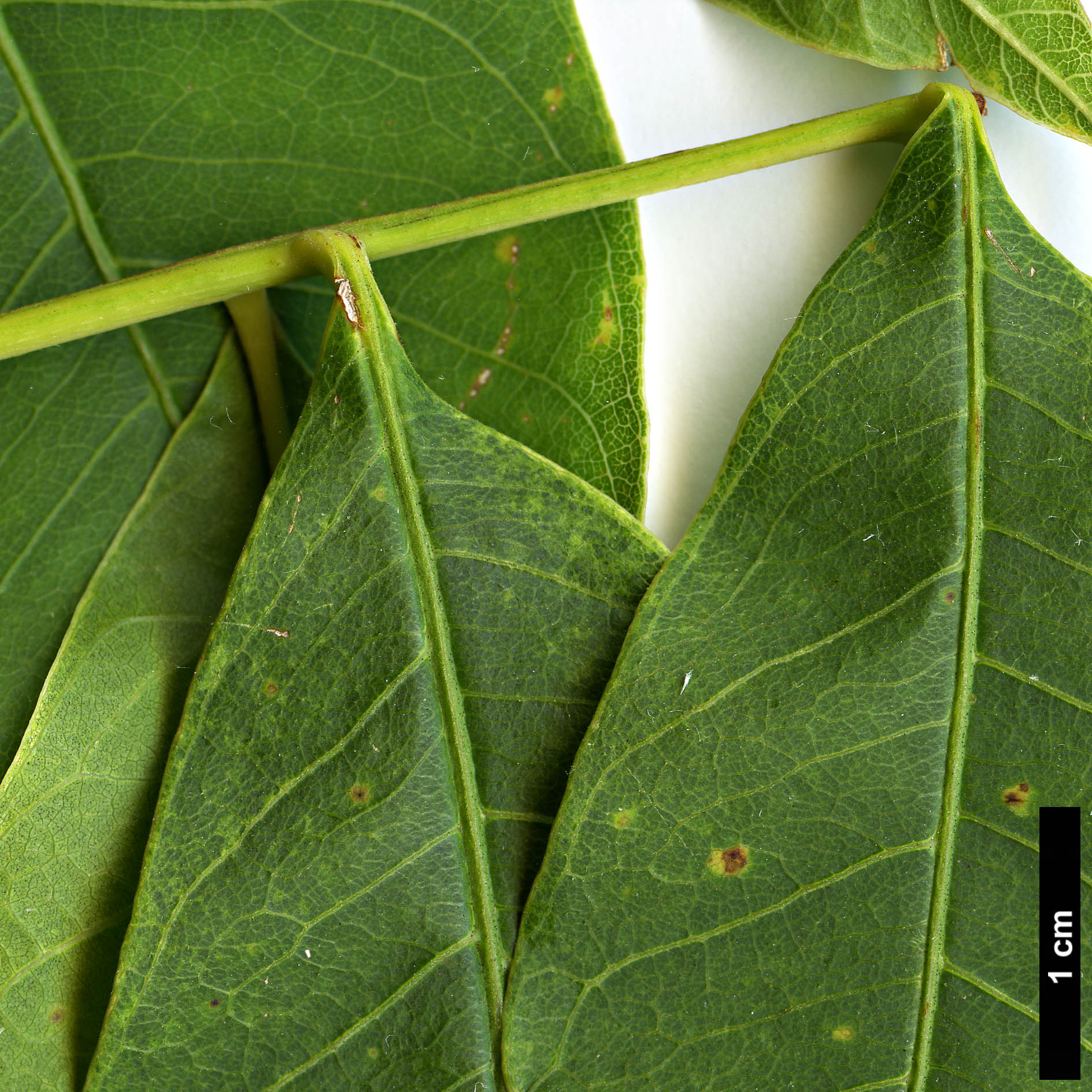 High resolution image: Family: Sapindaceae - Genus: Sapindus - Taxon: mukorossi